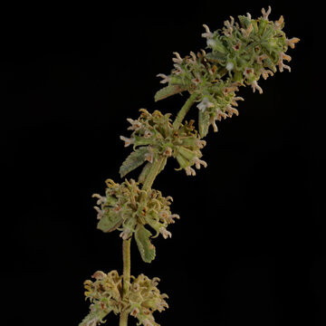 Marrubium parviflorum subsp. oligodon flowering stem on black background