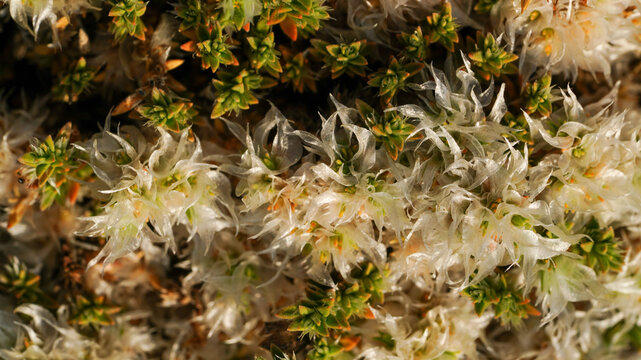 White papery bracts among dense green foliage in sunlight