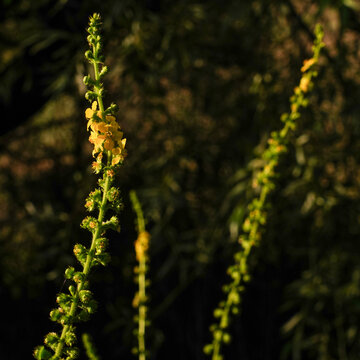 Common agrimony yellow flower spike in warm sunlight against dark vegetation