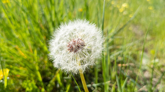 Blooming white dandelion seed head with detailed fluff in vibrant green field foliage. Ideal for wellness, natural healing, resilience, and spring botanical themes in Casa de Campo, Madrid