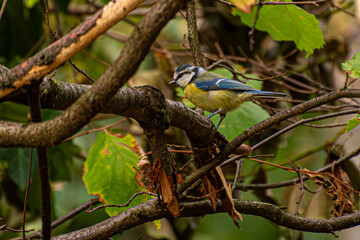 blue tit on branch © Ivan