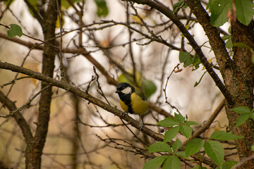 great tit on a branch © Ivan