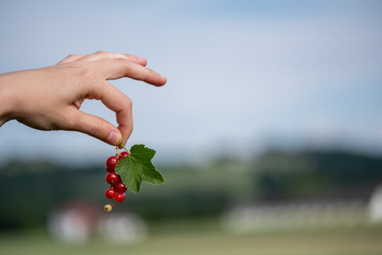 Hand h&auml;lt rote Johannisbeeren im Freien