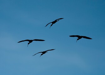 Obraz premium birds in flight