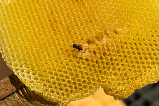 Honey bee on honeycomb with developing larvae in beehive