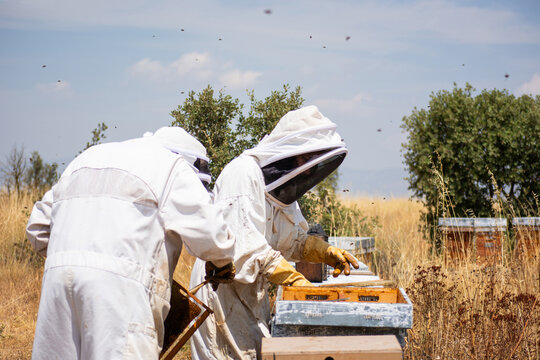 Beekeepers working at apiary inspecting honeycombs