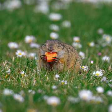 ground squirrel eating a carrot (Spermophilus citellus)