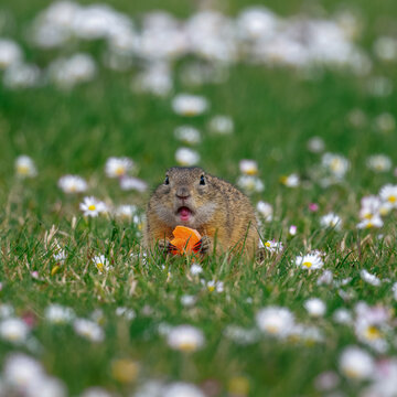 ground squirrel eating a carrot (Spermophilus citellus)