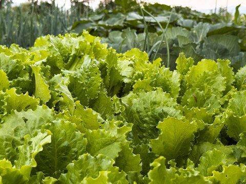 Fresh green lettuce growing in a home vegetable garden, organic leafy greens for plant based nutrition, regenerative agriculture, local food, clean eating, gut health and sustainable harvest concept