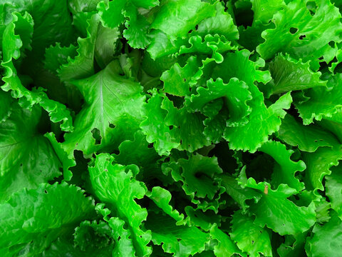 Fresh lettuce a as vibrant green texture background, healthy plant based food concept for clean eating, gut health, home gardening, sustainable farming, vegan meals and climate friendly nutrition