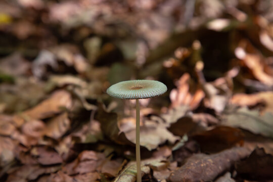 This beautiful macro nature photograph captures a tiny edible garlic marasmius mushroom growing naturally on the forest floor during the autumn season. The small fungus is famous for its very strong