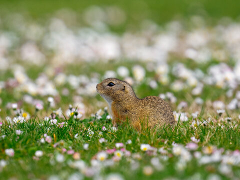 ground squirrel (Spermophilus citellus)	
