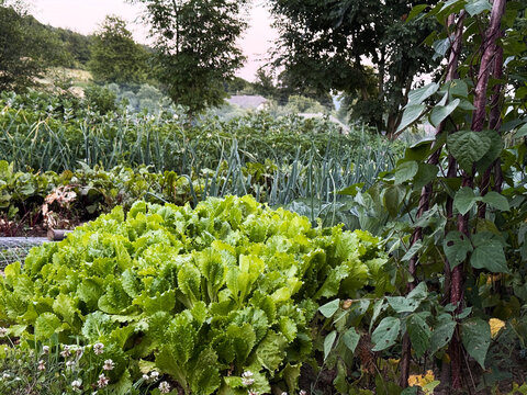 Wide view of a diverse kitchen garden with leafy greens, climbing beans and vegetables, illustrating homegrown food, permaculture, biodiversity, soil health, seasonal eating self sufficient lifestyle