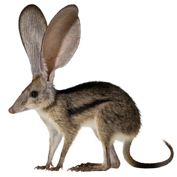 Profile view of long eared bilby with dark fur stripes on white.