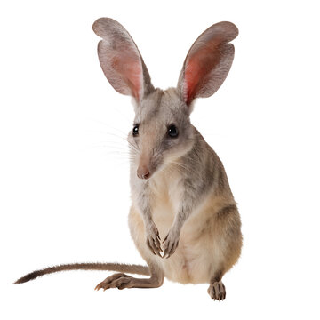Curious rabbit eared bandicoot stands on transparent background.