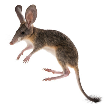Bilby marsupial mammal with long snout and large ears jumping.