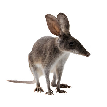 Bilby marsupial nocturnal desert animal with large ears for camouflage.