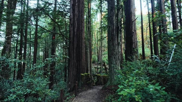 Walking through a misty redwood forest in the Santa Cruz Mountains, California
