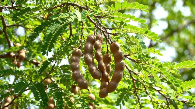 Tamarind fruits hanging on a tree branch with green leaves in a sunny garden