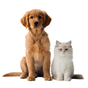 Golden retriever puppy and fluffy kitten sitting for animal portraits.