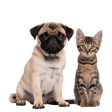Small pug puppy and striped kitten posing for animal marketing content.