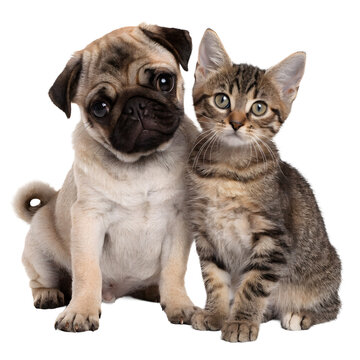 Pug puppy and tabby kitten sitting together for animal design assets.