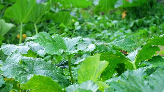 A close-up video shows huge green pumpkin leaves growing in a garden during a heavy downpour. Raindrops fall on the wide, textured leaves, collecting and rolling off their surface.