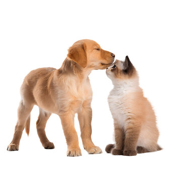 Golden retriever puppy gently licking face of fluffy ragdoll kitten on transparent background.