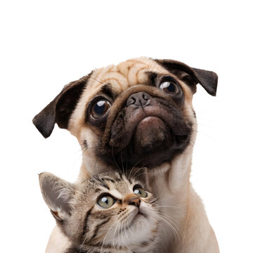 Cute pug puppy with tabby kitten looking up on a transparent background.