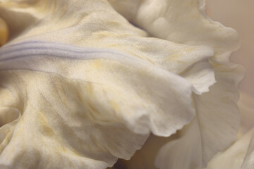 Fototapeta premium Smoke close-up selective soft focus cream beige, white Iris Flower Petal. Macro blur natural art abstract background.
