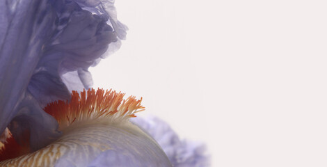 Fototapeta premium Macro lilac, violet Iris Flower bud petal, pistil, stamen.. Natural beige horizontal background.