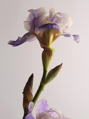 Fototapeta premium Close-up cream beige, violet, blue lilac Iris Flower on gray background.