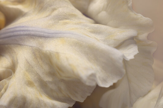 Smoke close-up selective soft focus cream beige, white Iris Flower Petal. Macro blur natural art abstract background.