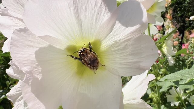 Close bumblebee feeds at yellow center of white mallow blossom