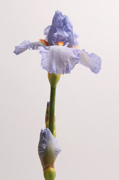 Close-up cream beige, violet, blue lilac Iris Flower on gray background.