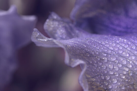 Close-up selective soft focus violet lilac  Iris Flower bud Petals with Water Drops. Natural art smoke blur background.