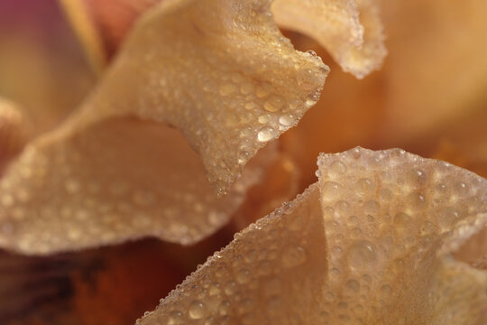 Close-up selective soft focus beige brown Iris Flower bud Petals with Water Drops. Natural art smoke blur background.