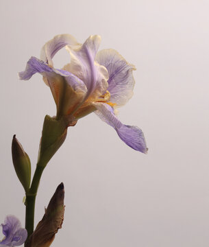 Close-up cream beige, violet, blue lilac Iris Flower on gray background.