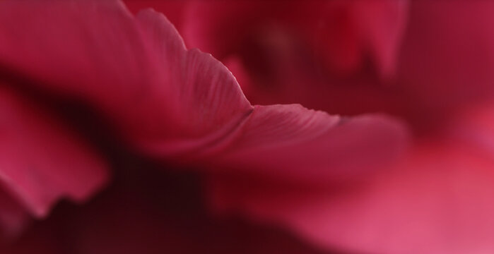 Smoke close-up selective soft focus pink, red purple Tulip Flower Petals, leaf. Macro blur natural art abstract horizontal background.