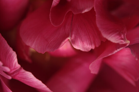 Smoke close-up selective soft focus pink, red purple Tulip Flower Petals, leaf. Macro blur natural art abstract background.