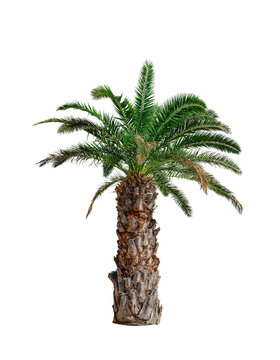 A single tropical palm tree stands against a clean white background.