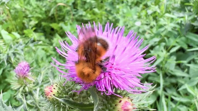 Hairy orange bumblebee forages across a bright thistle blossom in meadow