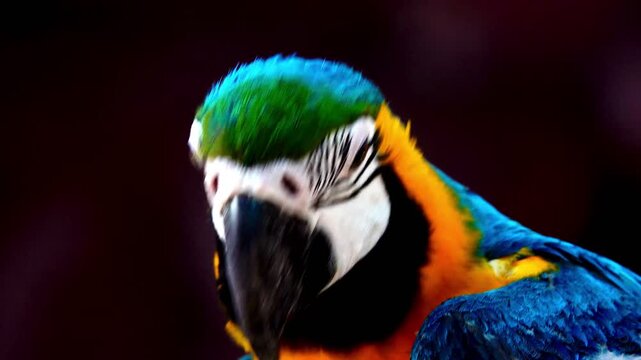 4K Blue and Yellow Macaw (Ara ararauna) Closeup	