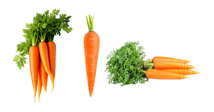 Fresh orange carrots