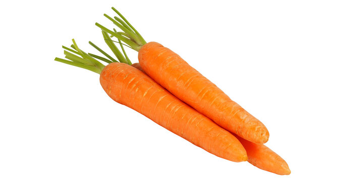 Fresh orange carrots
