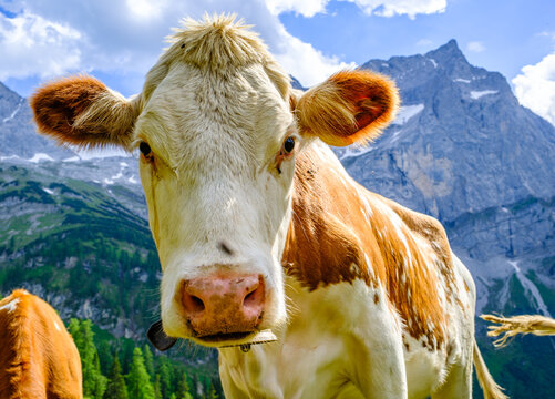cow at the valley in austria - alpe eng