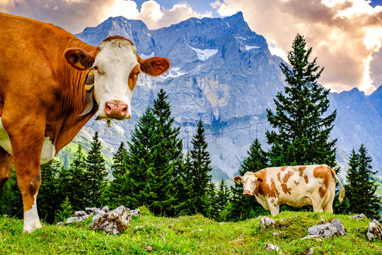 cow at the valley in austria - alpe eng