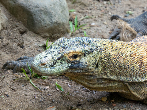 Komodowaran