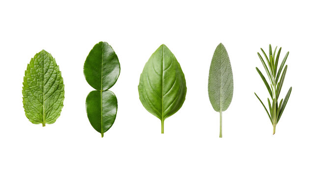 fresh green herb leaves isolated on transparent background png
