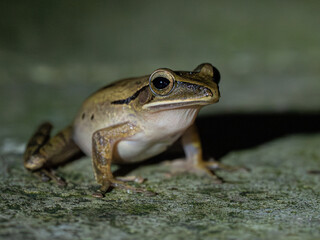 Fototapeta premium Frosch